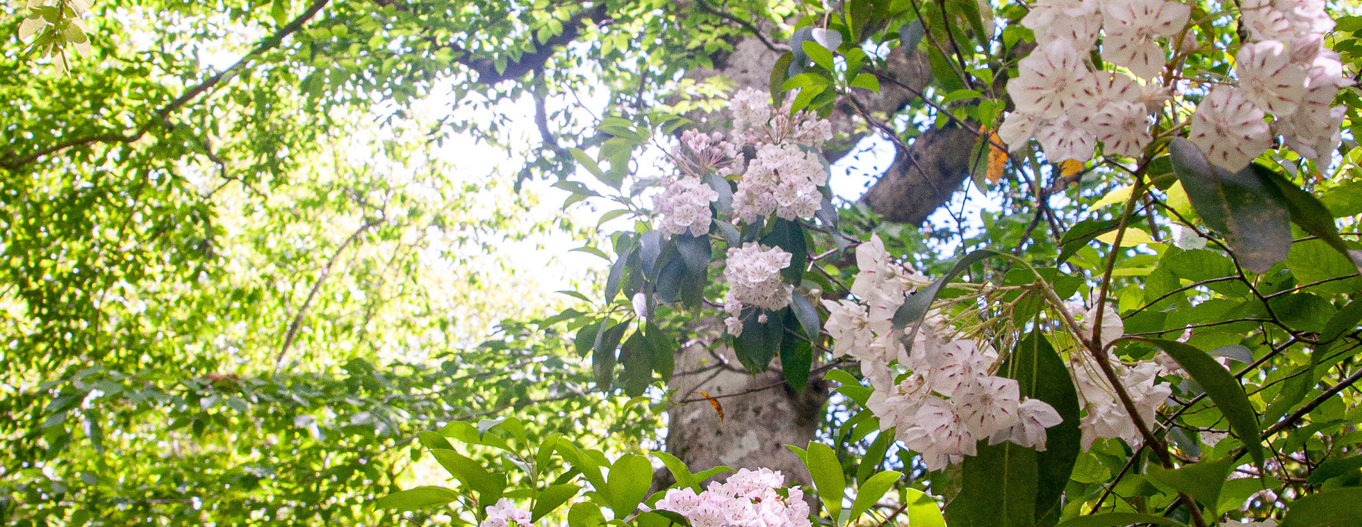Slow Hikers Club on the Laurel Loop at Caraway Creek Preserve